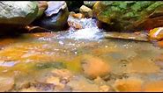 10 Hours of Babbling Brook, Creek Sounds, Water Stream ~ Relaxing Nature Sounds ~ Study, Deep Sleep