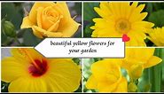beautiful yellow flowers for your garden