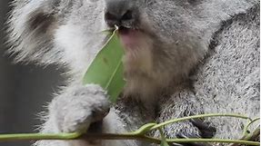 Koala’s Eating.