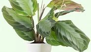 How to Grow and Care for Maranta Silver Band