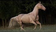 TOP 10 Rare Horse Breeds