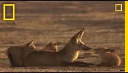 Bat-Eared Foxes | National Geographic