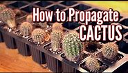 HOW TO PROPAGATE CACTUS THE EASIEST WAY! 🌵