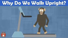 Why Do We Walk Upright? The Evolution Of Bipedalism