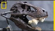 T. Rex's Bone-Crushing Bite | National Geographic
