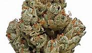Blueberry OG Strain - Hybrid Cannabis Video Review : Hytiva