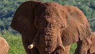 Such a breathtaking view as a magnificent male bull elephant leisurely saunters down the road, showcasing its majestic presence amidst the surroundings. . #safarilodge #safari #safaripark #madikwegamereserve #photography #wildlifephotography #safarilive # #africasafari #luxurysafari #africansafari #safariafrica #safariphotography #tau #taulodge #luxurysafarilodge #nature #africa #luxury #lodge #adventure #wildlife #southafrica #travelgram #madikwe #naturephotography #elephant #elephants | Tau Ga