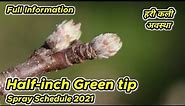 Green tip Stage||Half-inch green tip Spray Schedule 2021||MSC Apple Orchards||Full Information||