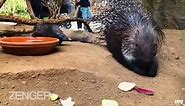 How Was This Cute Baby Porcupine Conceived? Very, Very Carefully