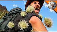EXTREME Cactus Attack!