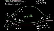 Sense and antisense strands of DNA