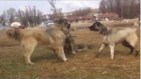 Kangal vs 2 Caucasian Ovcharka Here is The Proof Who is the Best?