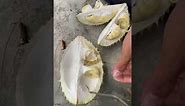 Belah buah durian di pinggir pantai