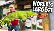 This Is Actually The Real World's Largest Gecko!