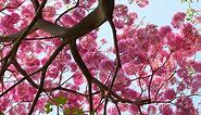 Cherry blossom-like pink trumpet flowers add a spring in Bangalore's step