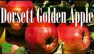 Dorsett Golden Apple Tree - Growing Apples in Warm Climates.