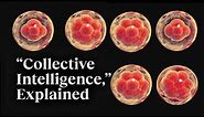 The beauty of collective intelligence, explained by a developmental biologist | Michael Levin