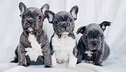 French Bulldog for Sale - Latest Pet Ads - Buy, Sell, Adopt
