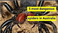 5 most dangerous spiders in Australia