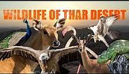 Wildlife of Thar Desert | Wildlife Documentary