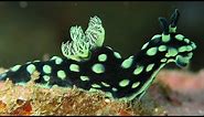 Facts: The Nudibranch
