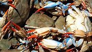 How Many Crabs Are In A Bushel? Crab Measurements Explained