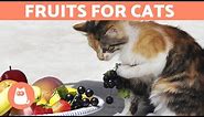 The BEST FRUIT for CATS - Feeding Guide & Benefits