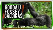 Goodall, Fossey & Galdikas: Great Minds