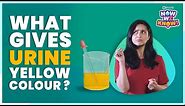 What Gives Urine its Yellow Color? | BYJU's Now We Know