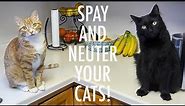 SPAY and NEUTER your CATS! - ft. Jackson Galaxy