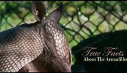 True Facts About The Armadillo