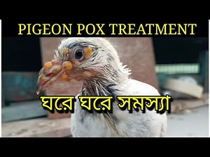 PIGEON POX TREATMENT