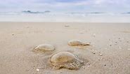 Pertama Kalinya, Ratusan Ubur-ubur Muncul di Perairan Pantai Ancol - National Geographic