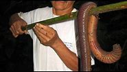 Biggest Earthworms in the World