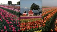 7 Beautiful Tulip Farms You Need to Visit This Spring
