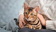 10 Cat Poems Every Pet Parent Should Read: Fun Feline Poetry - Catster