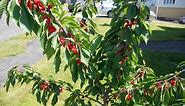 How to prune a Dwarf Cherry Tree?