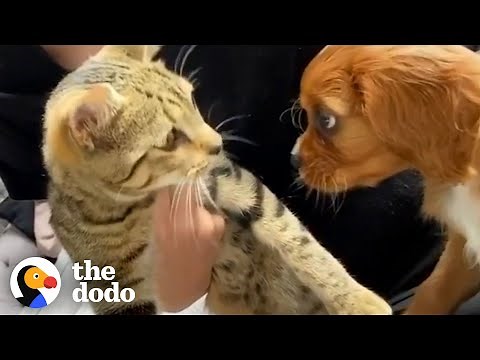 Cat Adopts His New Puppy Brother The Second He Meets Him | The Dodo