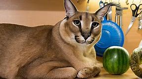Meet ‘Big Floppa’ - the hero of the most popular cat meme of 2020 (PHOTOS)