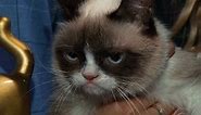 Grumpy Cat, meet Lil Bub; Lil Bub, meet Grumpy Cat