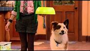 Dog With A Blog - Disney Channel Official