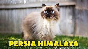 Mengenal Ras Kucing Persia Himalaya, Hasil Persilangan Dua Kucing yang Berbeda - Himalayan Cat