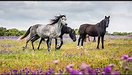 Beautiful Wild Horses | Peaceful Nature Video