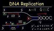 DNA Replication - Leading Strand vs Lagging Strand & Okazaki Fragments