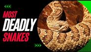 Most Venomous Snakes in the United States: Get to Know Them