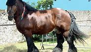 Ardennes Horse Info, Origin, History, Pictures