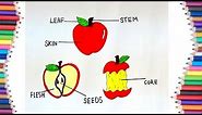 HOW TO DRAW PARTS OF AN APPLE DIAGRAM