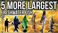 5 More Largest Freshwater Fish In The World