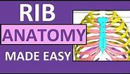Rib Anatomy | True Ribs, False Ribs, Floating Ribs | Typical vs Atypical Ribs