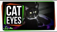 Why Do Cat Eyes Glow in the Dark?